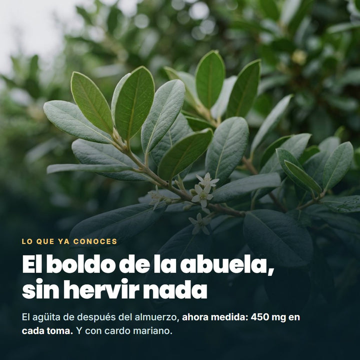 El boldo de la abuela, sin hervir nada: 450 mg en cada toma